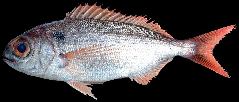 Pagellus bogaraveo_04.jpg